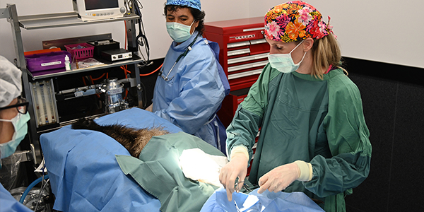 emu rescued in brisbane undergoes surgery at rspca